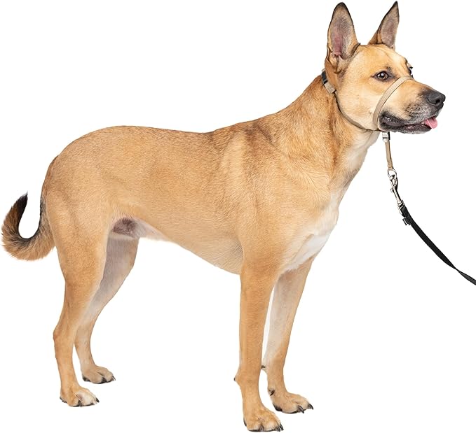 PetSafe Gentle Leader No-Pull Dog Headcollar - The Ultimate Solution to Pulling - Redirects Your Dog's Pulling for Easier Walks - Helps You Regain Control - Medium, Fawn