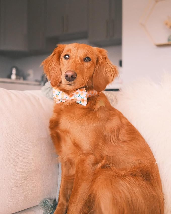 Elegant little tail Dog Collar, Peach Pattern Pet Collars with Bow Girl Cotton Bowtie Collars Spring Puppy Gift Adjustable Pet Collar for Large Dogs
