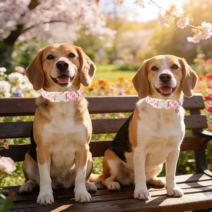 DOGWONG Pink Dog Collar, Pink Peach Dog Collar with Plastic Buckle,Girl Female Dogs Collars for Large Dogs, Neck 39-60 inches