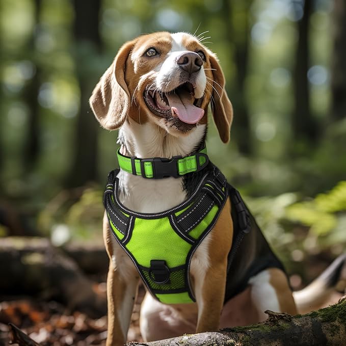 Joytale Reflective Dog Collar, Soft Neoprene Padded, Metal D-Ring, Nylon Pet Collar Adjustable for Extra Large Dogs, Green, XL