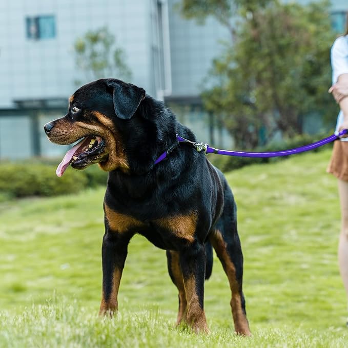 Dog Leash, Braided Rope Traction – Walking Training Lead for Small Dogs ((1/3") x 6FT, Purple)