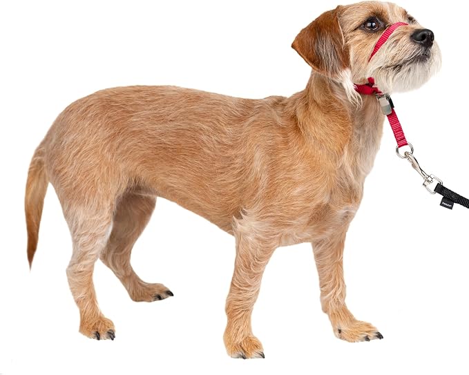 PetSafe Gentle Leader No-Pull Dog Headcollar - The Ultimate Solution to Pulling - Redirects Your Dog's Pulling for Easier Walks - Helps You Regain Control - Small, Red