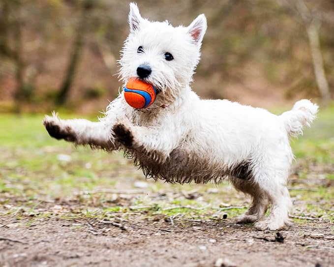 Chuckit! Ultra Ball Dog Toy, Balls for Dogs to Fetch, Durable Rubber, Small 2-inch, Pack of 24