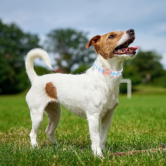 Unique style paws Dog Collar Metal Buckle Blue Pink Grid Collar Gift Durable Cute Collar for Small Medium Large Boys Girls Dogs