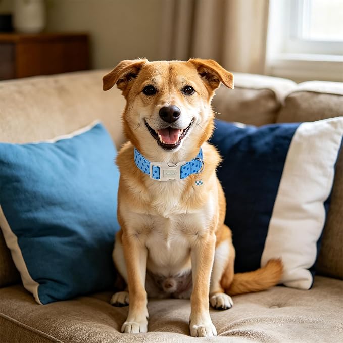 DOGWONG Blue Polka Dots Dog Collar for Small Dogs, Summer Spring Beach Hawaiian Dog Collars, Blue Boy Dogs Collars for X-Small Puppies Dogs, Neck 8-12 inches