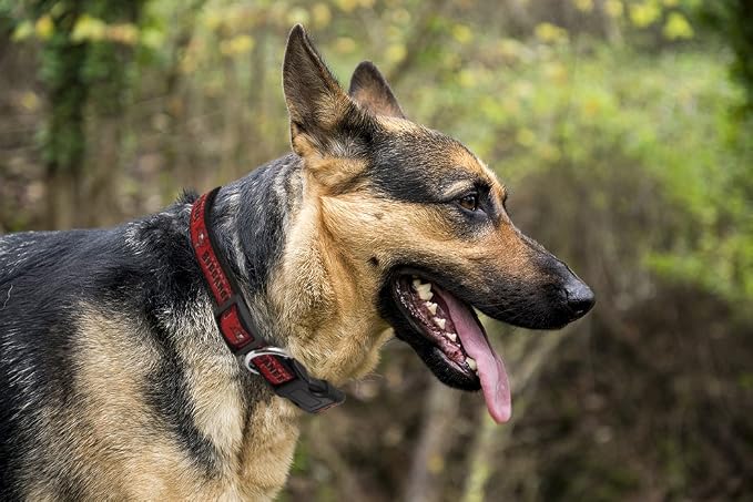 Pets First NFL Tampa Bay Buccaneers Licensed PET COLLAR, Extra Large - Heavy-Duty, Strong, and Durable Dog Collar. Available in 31 Football Teams and 4 Sizes