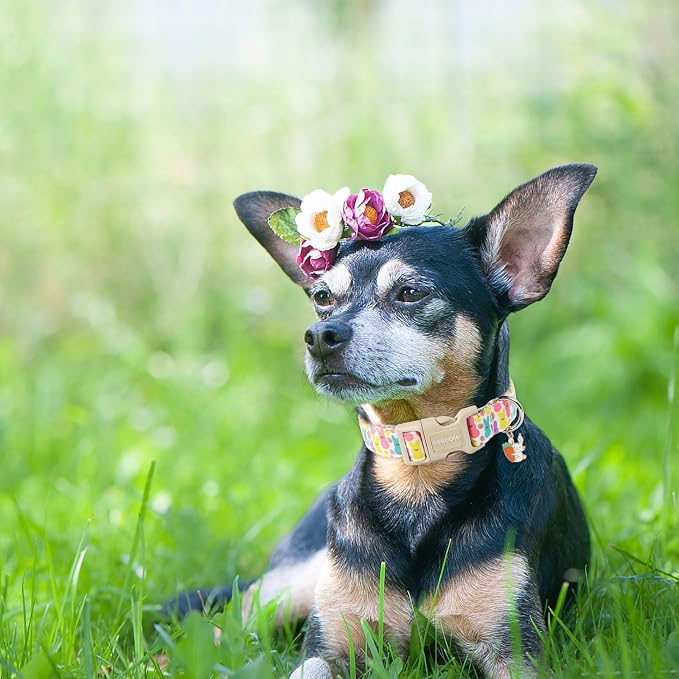 DOGWONG Easter Dog Collar- Cute Coloful Egg Dog Collars Adjustable Designer Easter Day Puppy Heart Dog Collar for Small Medium Large Dogs S