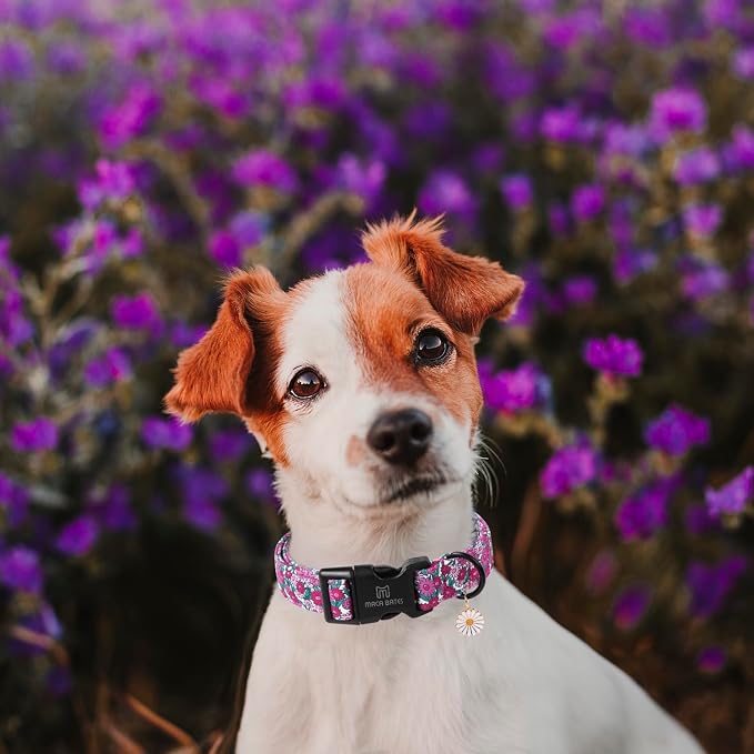 Maca Bates Spring Purple Floral Dog Collar for Dogs with Pretty Daisy Charm and Safety Bcukle Adjustable Durable Soft Basic Collars for Medium Dog