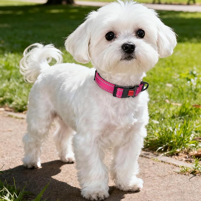 Taglory Reflective Dog Collar for Small Dogs, Soft Neoprene Padded with Escape-Proof Locking Buckle, Upgraded Zinc Alloy Ring, Adjustable Nylon Collar for Walking, Hotpink,S