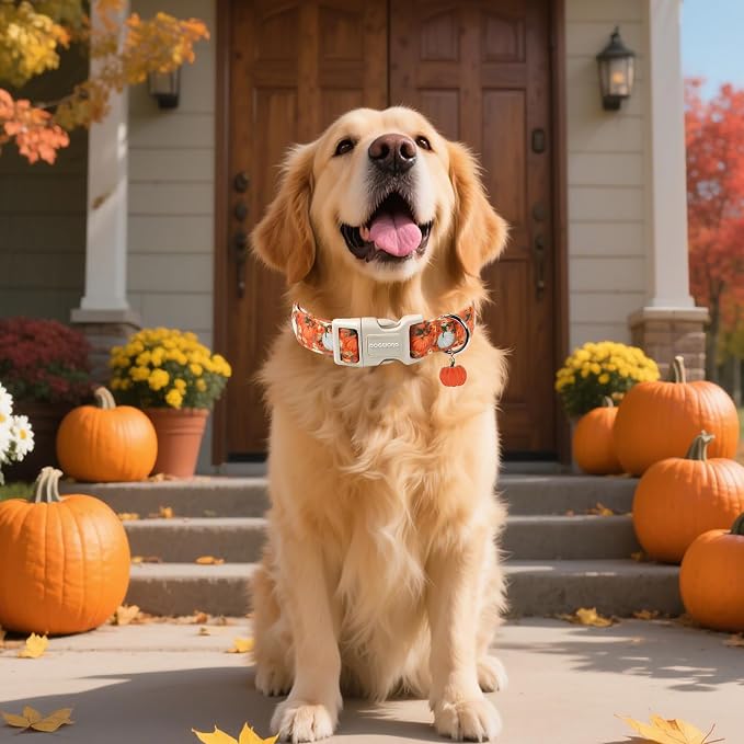 DOGWONG Fall Pumpkin Dog Collar- Cute Daisy Pumpkin Dog Collars Adjustable Orange Halloween Thanksgiving Dog Collar for Small Medium Large Dogs S