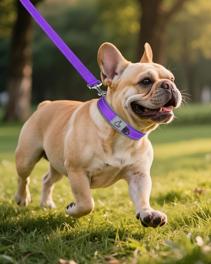 Joytale Dog Collar for Small Dogs, Neoprene Padded and Adjustable, Reflective Wide Heavy Duty Pet Collars with Durable Metal Belt Buckle for Walking, Purple, S
