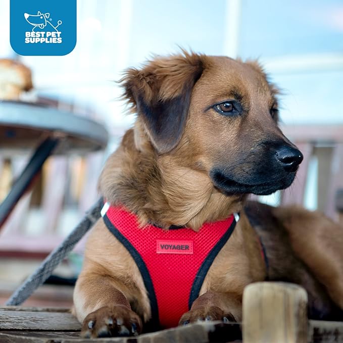 Best Pet Supplies - All Weather Mesh / Plush, Reflective, No Pull Harness for Small, Medium Dogs, Cats - Secure with Hook & Loop Fastener, Buckle, Double D-Rings - Red/Black Trim, M