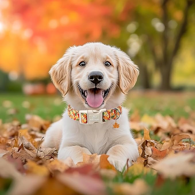 Fall Dog Collar Cute Autumn Leaves Puppy Collar - Light Comfortable Adjustable Pet Collars for Small Medium Large Girl Boy Dogs XS