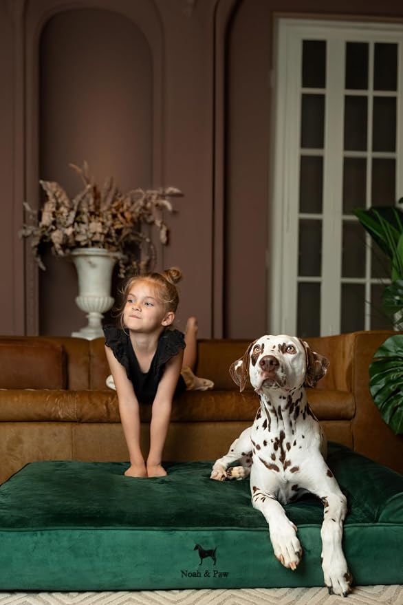 NOAH & PAW XL Dog Bed, 45x35x9.1 Inch, Orthopedic Large Dog Beds, Eggshell Memory Foam Infused with Cooling Gel, Water Resistant, Machine Washable, Includes Inner Cover (Velvet Collection)
