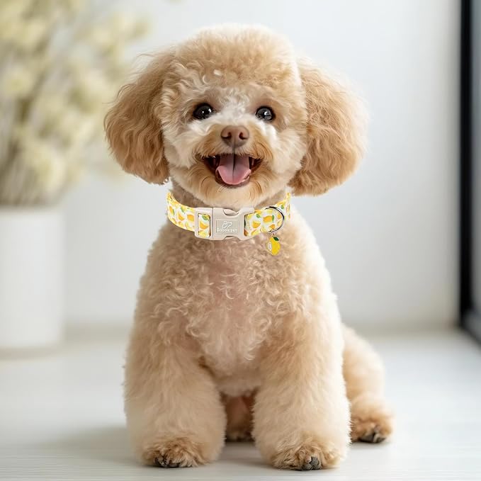 Summer Dog Collar Yellow Lemon Dog Collars for Giant Large Dogs - Lightweight Adjustable Cute Male Female Dogs Everyday Collar with Safety Buckle XL
