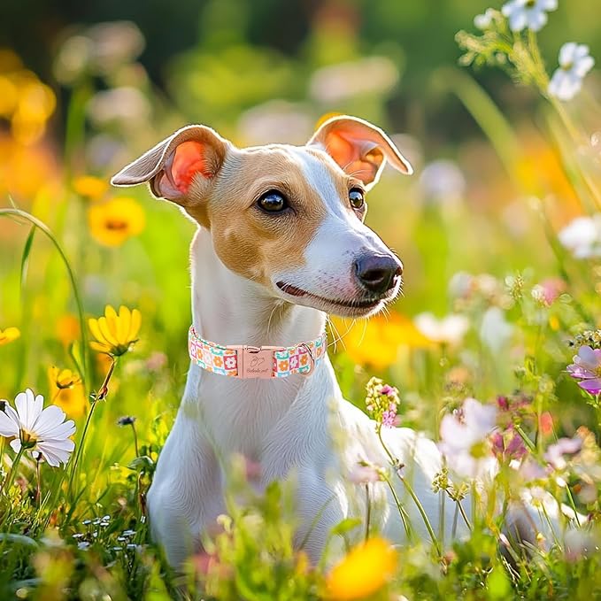 Spring Dog Collar, Pastel Checkered Flowers Pet Collar with Metal Buckle, Durable Adjustable Designer Dog Collars for Small Medium Large Dogs M