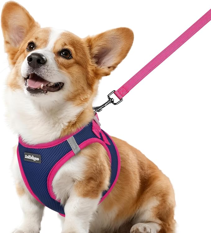 rabbitgoo Dog Harness Small Sized and Leash Set, Step-in Breathable Pet Harness, Soft Walking Reflective Puppy Vest for Small Dogs, Blue & Rose Red, L