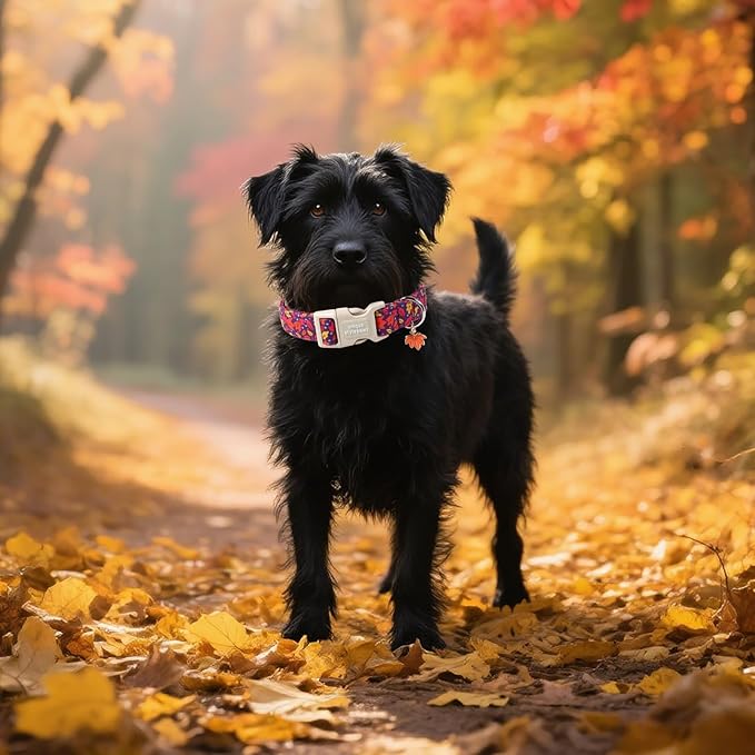 Unique style paws Dog Collar Plastic Buckle with Pendant Colorful Maple Leaf Puppy Collars for Small Medium Large Boys Girls Dogs