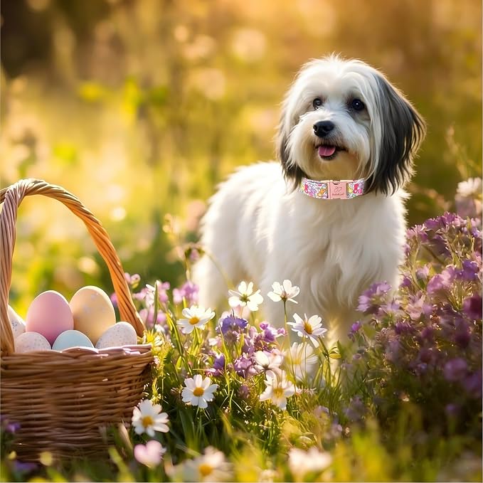 Easter Dog Collar, Colorful Bunny Easter Collars for Small Dogs, Cute Spring Boy Girl Dog Collars, Adjustable Heavy Duty Holiday Pet Collar with Metal Buckle S