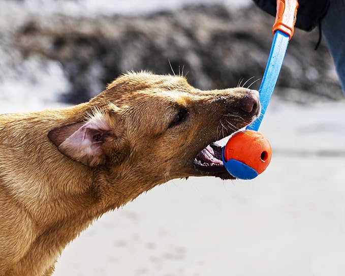 Chuckit! High-Bounce Rubber Fetch Ball, Large (3 Inch), Pack of 1, Assorted Colors, For Large Breeds