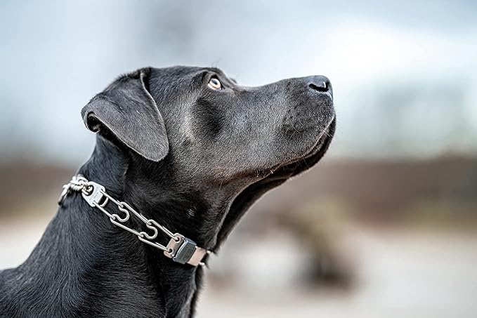Herm Sprenger Stainless Steel Prong Dog Collar with Centered ClicLock Buckle and Assembly Chain Quick Release Training Pinch Collar for Large and X-Large Dogs Made in Germany