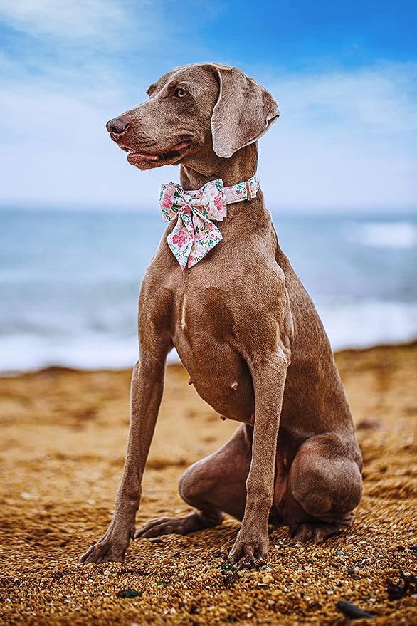 Lionet Paws Dog Collar with Bow Tie - Soft Comfortable Adjustable Collars with Metal Buckle for Medium Dogs, Neck 13.5-22 Inches