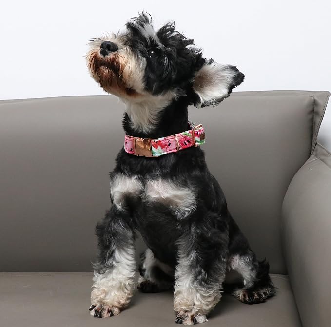 Unique style paws Dog Collar Metal Buckle Watermelon Collar Gift Durable Cute Collar for Small Medium Large Boys Girls Dogs