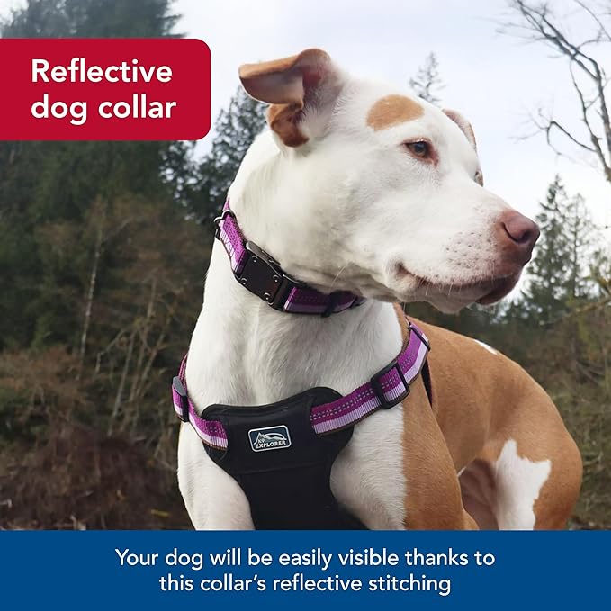 Coastal Pet K9 Explorer Reflective Adjustable Dog Collar - Comfortable Collar for the Outdoors - Durable, Lightweight Accessory with Side-Release Buckle - Berry, 1" x 12-18"