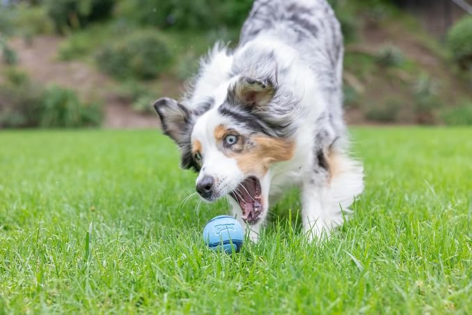Chuckit! Sniff Fetch Balls Canister, Pack of 4, for Medium Dog Breeds (20-60 lbs)