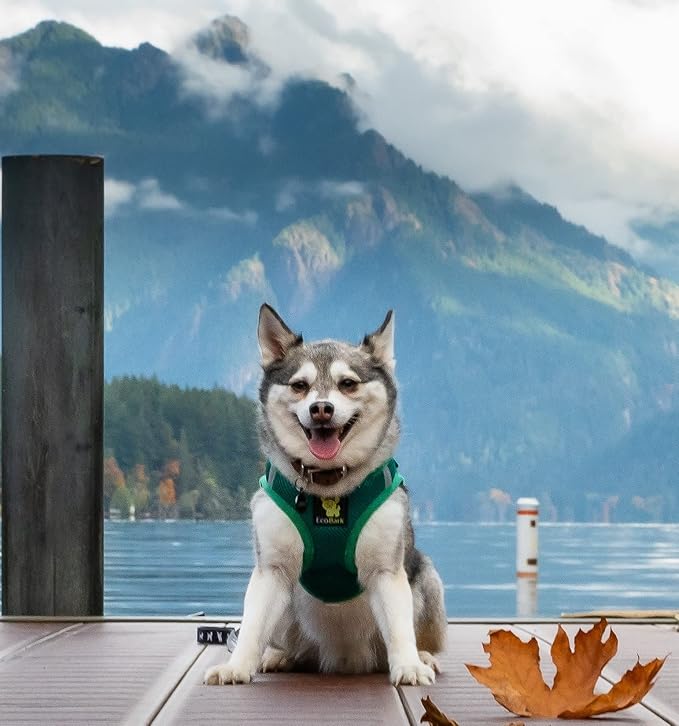 EcoBark Extra Small Dog Harness - Luxury Soft Harness for Puppies & XS Dogs - Mini Step in Vest Body Halter Under 6 lbs (Forest Green, XS)