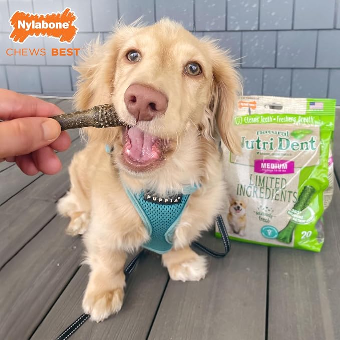 Nylabone Nutri Dent Dog Dental Chews - Natural Dog Teeth Cleaning & Breath Freshener - Dental Treats for Dogs - Fresh Breath Flavor, Medium (20 Count)
