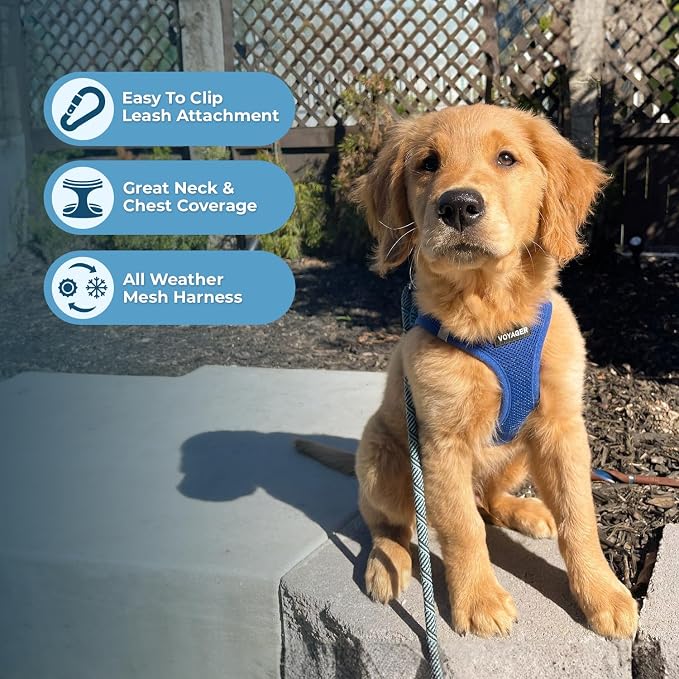 Best Pet Supplies Voyager Step-in Air Harness - All Weather Mesh, Reflective, No Pull Harness for Dogs, Cats - Secure with Hook & Loop Fastener, Buckle, Double D-Rings - Royal Blue, M
