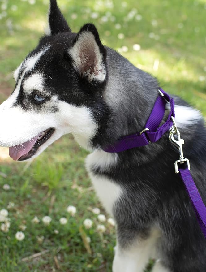 Country Brook Petz - Everyday Nylon Dog Leash - Strong, Durable, Solid Color Leash with Easy to Use Snap - 25+ Colors (1 Inch Wide, 6 Foot, Purple)
