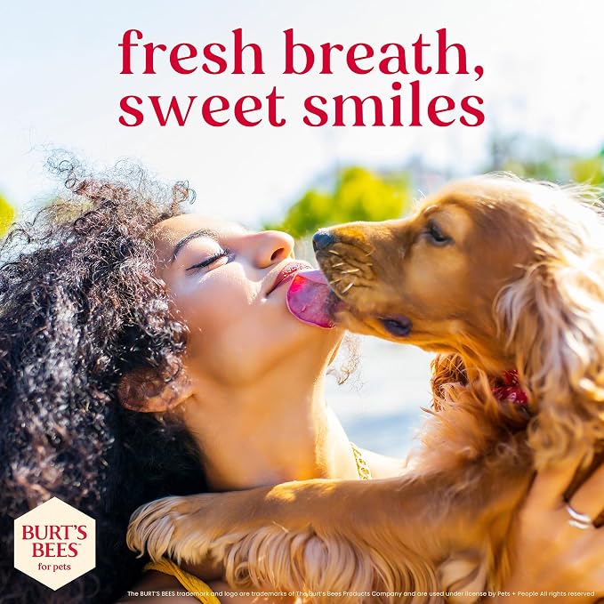 BURT'S BEES FOR PETS Dental Treats for Dogs with Manuka Honey & Ginger, 98% Natural Origin, Holistic Oral Care, Freshens Breath, Sweet Potato Flavor, Medium/Large Size, 5 ct, 7.4 Oz