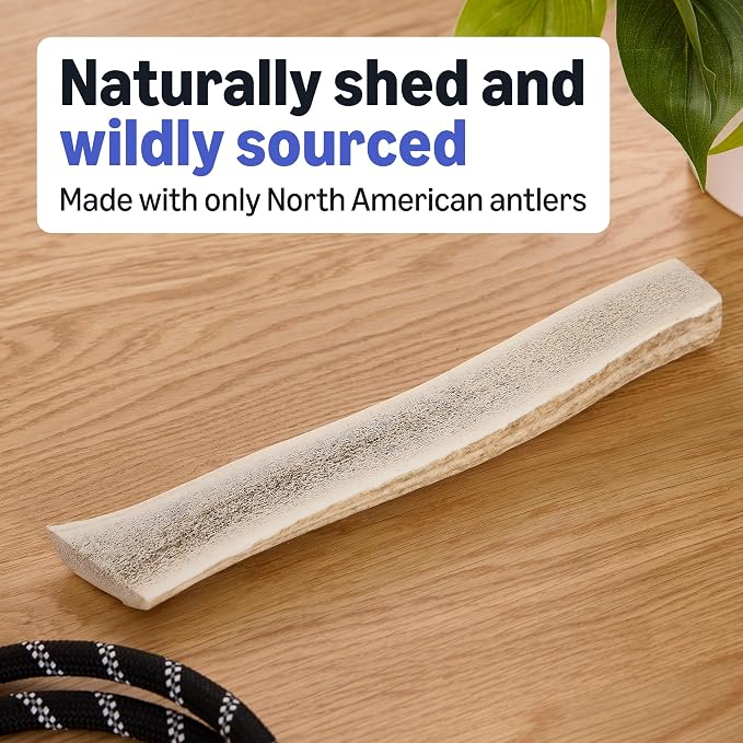 Amazon Basics Split Elk Antler, Naturally Shed, Long Lasting for Aggressive Chewers, X-Large (Best for Dogs Over 45 lbs) (Previously Wag)