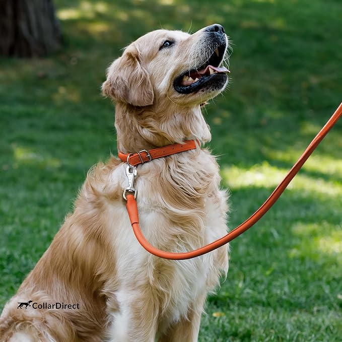 CollarDirect Rolled Leather Dog Collar, Soft Padded Round Puppy Collar, Handmade Genuine Leather Collar Dog Small Large Cat Collars 13 Colors (8-11 Inch, Orange Textured)