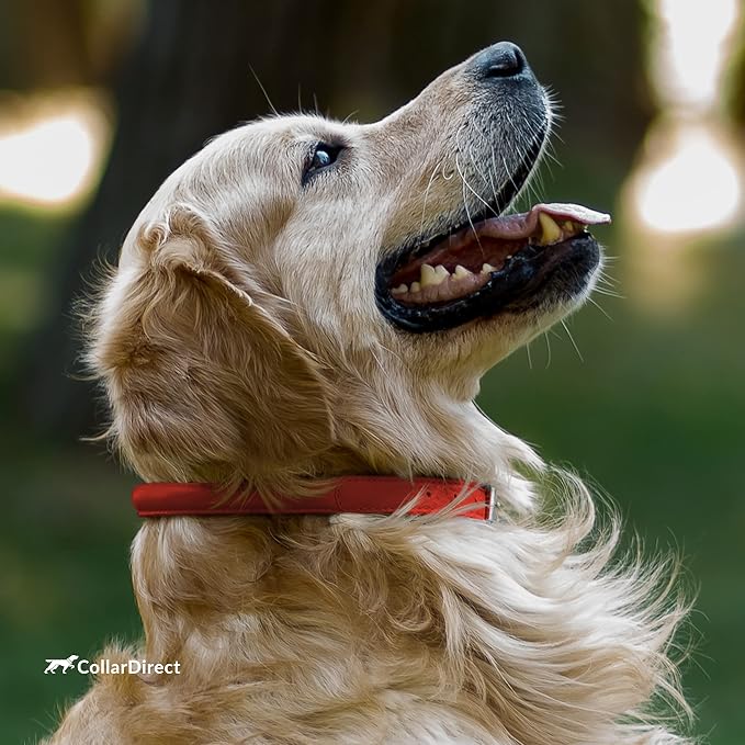 CollarDirect Rolled Leather Dog Collar, Soft Padded Round Puppy Collar, Handmade Genuine Leather Collar Dog Small Large Cat Collars 13 Colors (15-19 Inch, Red Textured)