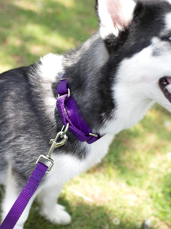 Country Brook Petz - Everyday Nylon Dog Leash - Strong, Durable, Solid Color Leash with Easy to Use Snap - 25+ Colors (1 Inch Wide, 6 Foot, Purple)