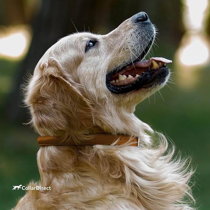 CollarDirect Rolled Leather Dog Collar, Soft Padded Round Puppy Collar, Handmade Genuine Leather Collar Dog Small Large Cat Collars Black Pink Red Purple Blue (Fits 15"-18" Neck, Brown)
