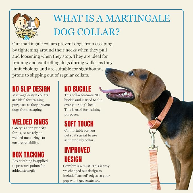 Country Brook Petz - Martingale Dog Collar - Heavy-Duty Training Collar with No Buckle - Service Dog Collar for All Pups - 20 Vibrant Colors (Mango, 1 Inch, Medium)
