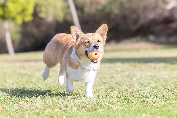 Chuckit! Birthday Fetch Ball, Medium (2.5 Inch Diameter), for Dogs 20-60 lbs, Pack of 12