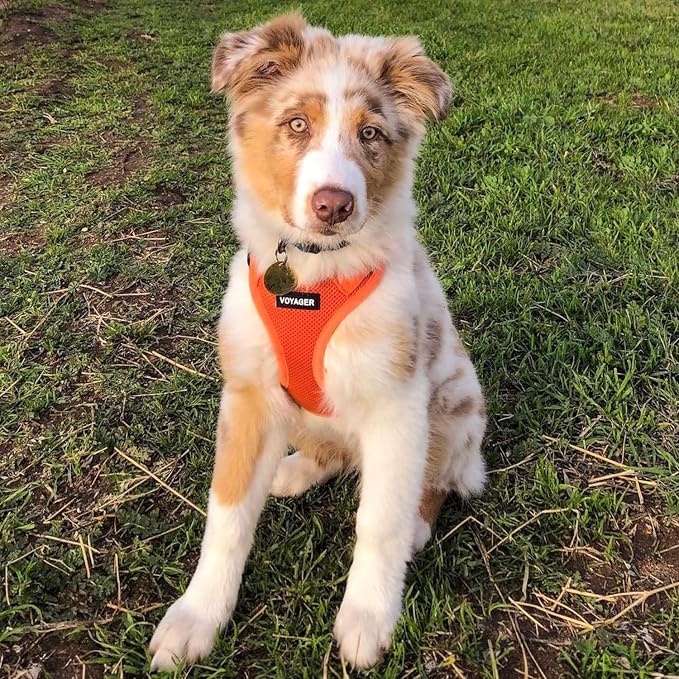 Best Pet Supplies Voyager Step-in Air Harness - All Weather Mesh, Reflective, No Pull Harness for Dogs, Cats - Secure with Hook & Loop Fastener, Buckle, Double D-Rings - Orange, XS