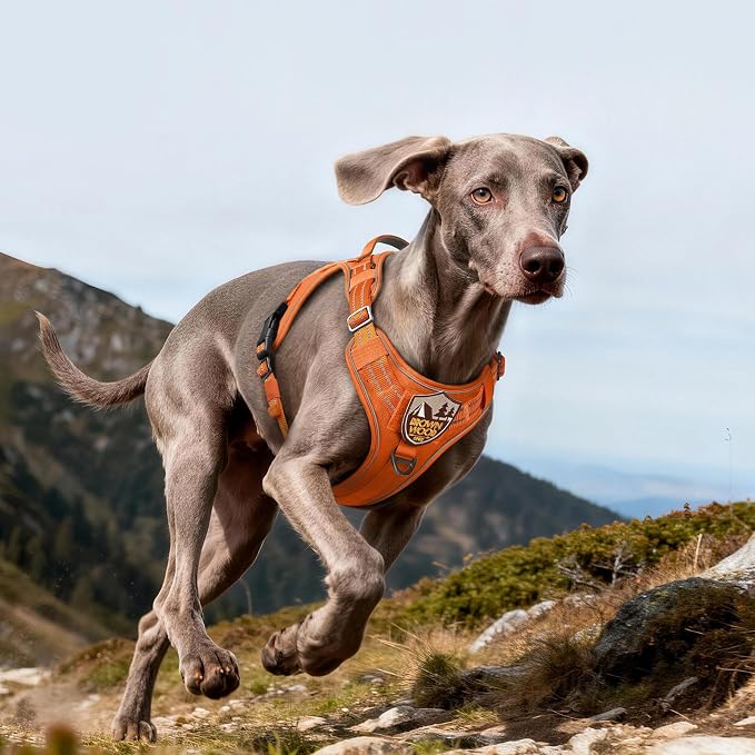 rabbitgoo Tactical Dog Harness for Large Dogs No Pull Adjustable Military Vest with Handle MOLLE Reflective Heavy Duty Dog Vest for Walking Training Hunting Outdoor Working Medium Size Dog Orange L