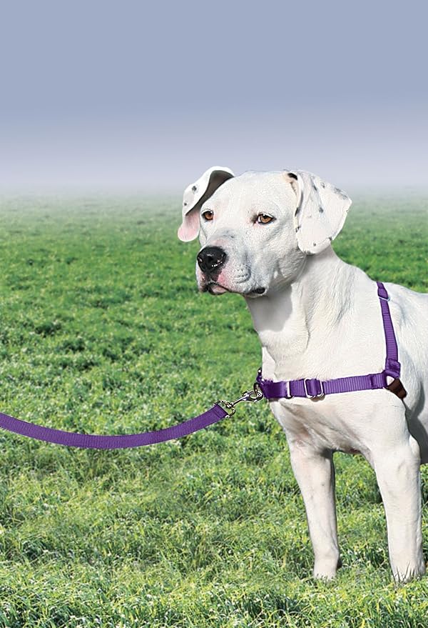PetSafe Easy Walk No-Pull Dog Harness - Ultimate Harness to Help Stop Pulling - Pull-Free Walks - Take Control & Teach Better Leash Manners - Patented Martingale Loop Design - Deep Purple, Medium