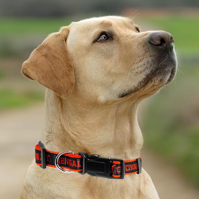 Pets First NFL Cincinnati Bengals Licensed PET COLLAR, Small - Heavy-Duty, Strong, and Durable Dog Collar. Available in 31 Football Teams and 4 Sizes
