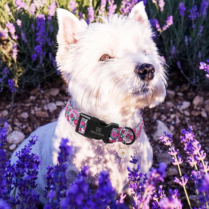 Maca Bates Spring Purple Floral Dog Collar for Dogs with Pretty Daisy Charm and Safety Bcukle Adjustable Durable Soft Basic Collars for Extra Small Dog