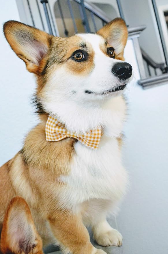 Lionet Paws Dog Collar with Bowtie, Durable Adjustable and Comfortable Collar for X-Large Dogs, Neck 16-26in