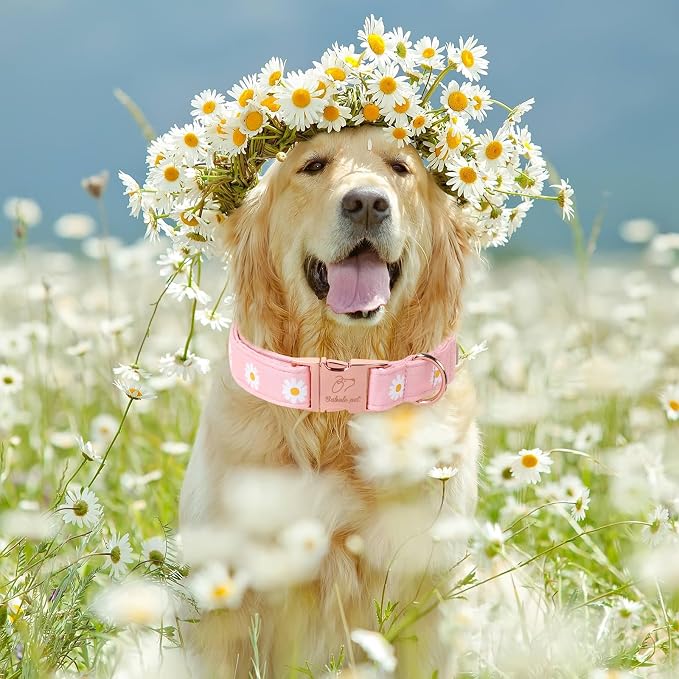 Spring Dog Collar, Cute Pink Daisy Femal Pet Collar with Metal Buckle, Durable Adjustable Designer Dog Collars for Small Medium Large Dogs XL