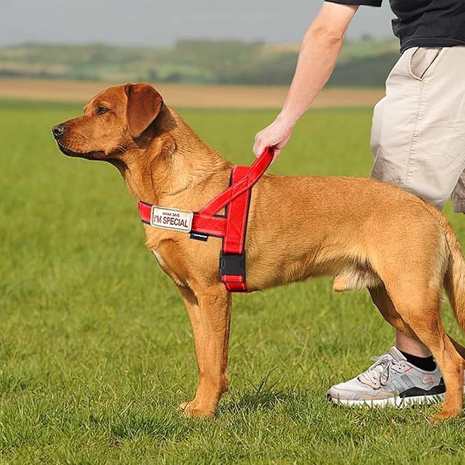 Annchwool No Pull Dog Harness with Soft Padded Handle,Reflective Strip Escape Proof and Quick Fit to Adjust Dog Harness,Easy for Training Walking for Small & Medium and Large Dogs(Red,S)