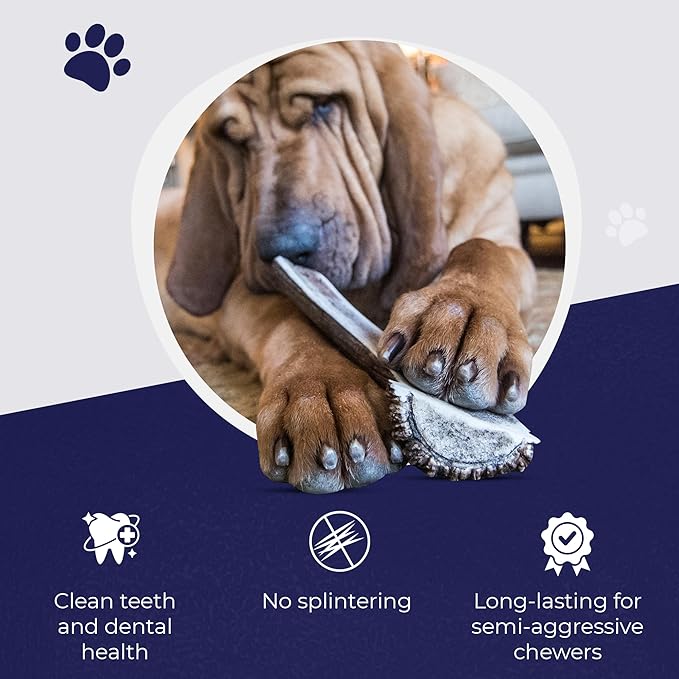 Devil Dog Pet Co. Split Elk Antlers for Dogs, Natural Dog Chew with Exposed Marrow - Long Lasting and Odor Free - USA Sourced - Cleaner Teeth, Anxiety & Boredom Relief - Medium 5"+ - Antler Bone